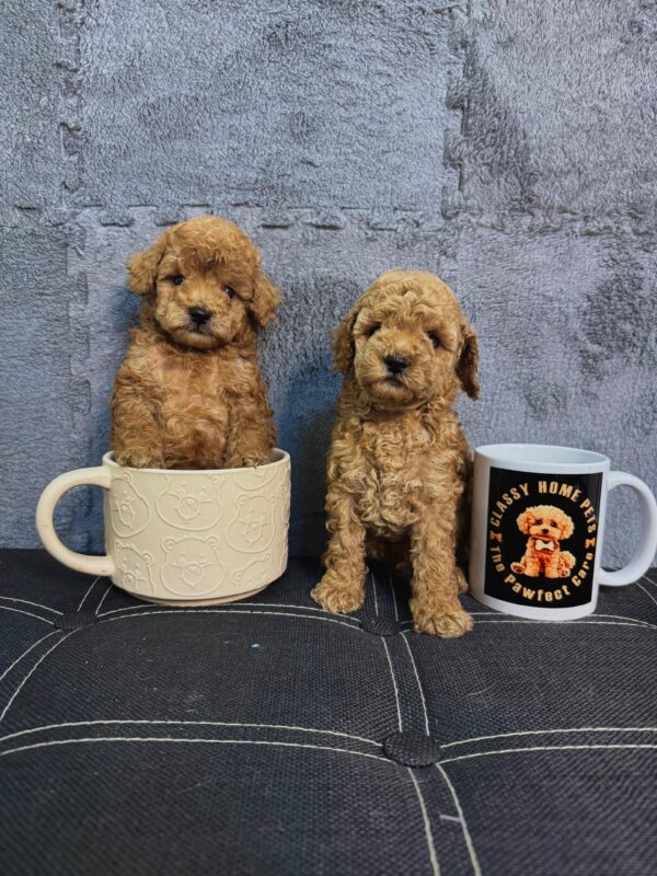 Toy Poodle Male & Female - Image 4