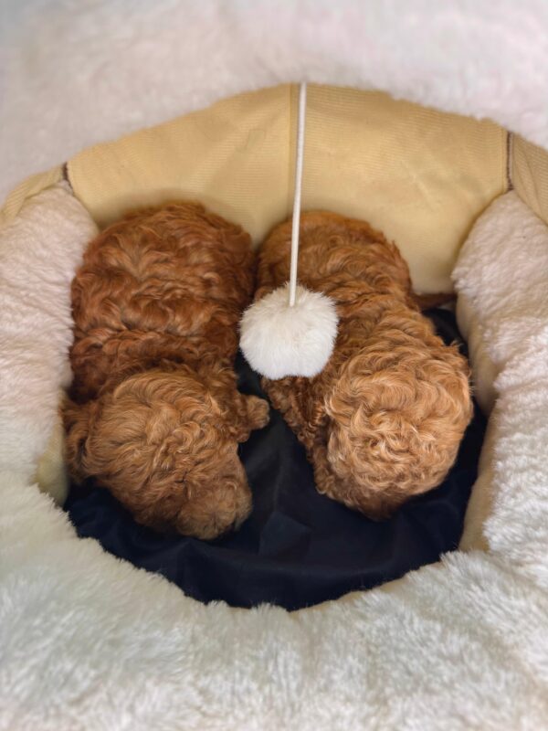 Toy Poodle Male & Female - Image 5
