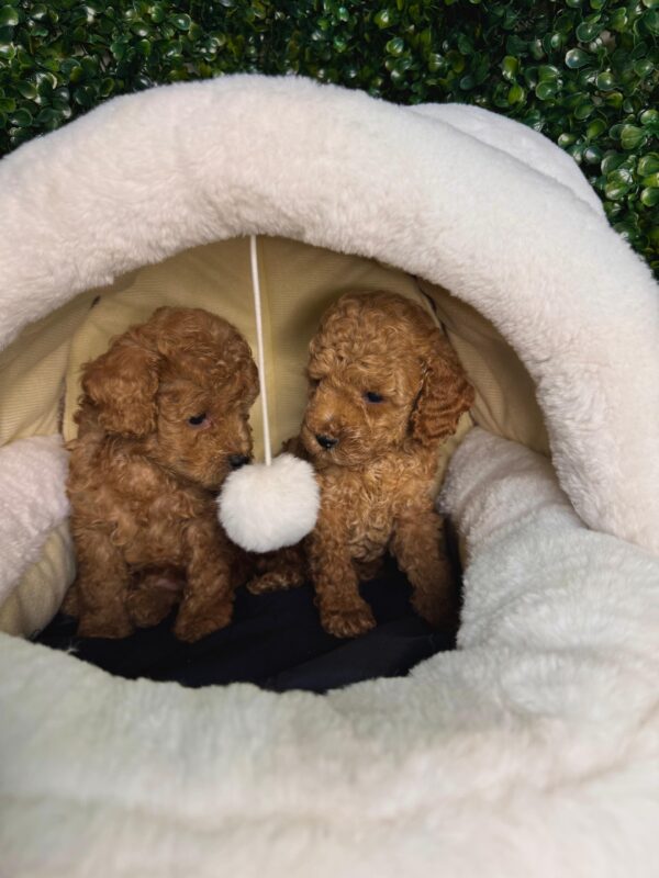 Toy Poodle Male & Female - Image 3