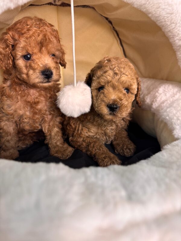 Toy Poodle Male & Female - Image 2