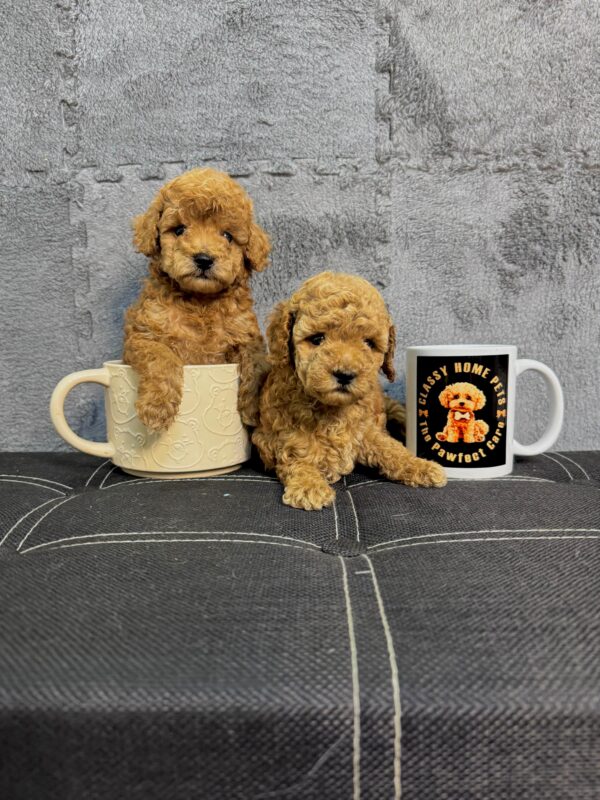 Toy Poodle Male & Female - Image 10