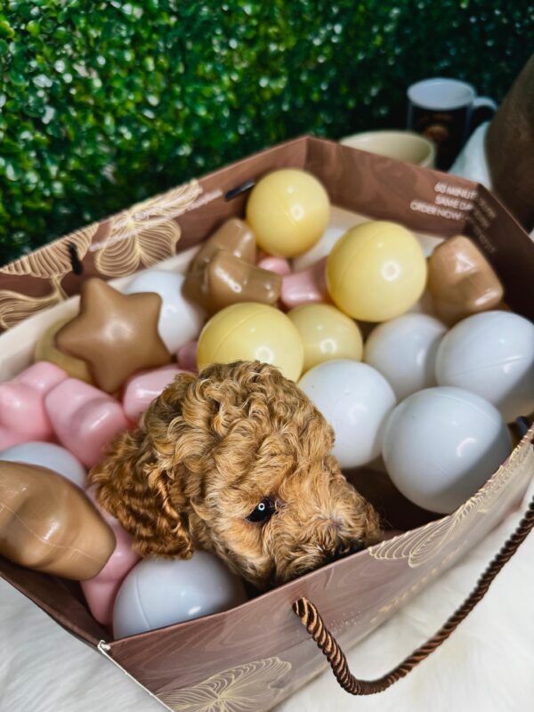 Toy Poodle Male & Female - Image 9