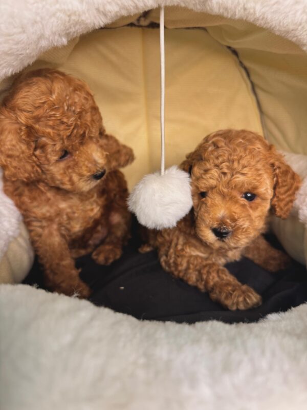 Toy Poodle Male & Female