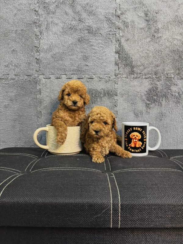 Toy Poodle Male & Female - Image 7