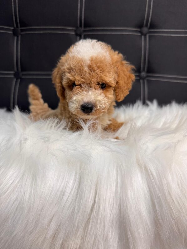 Designer Toy Maltipoo Male - Image 4