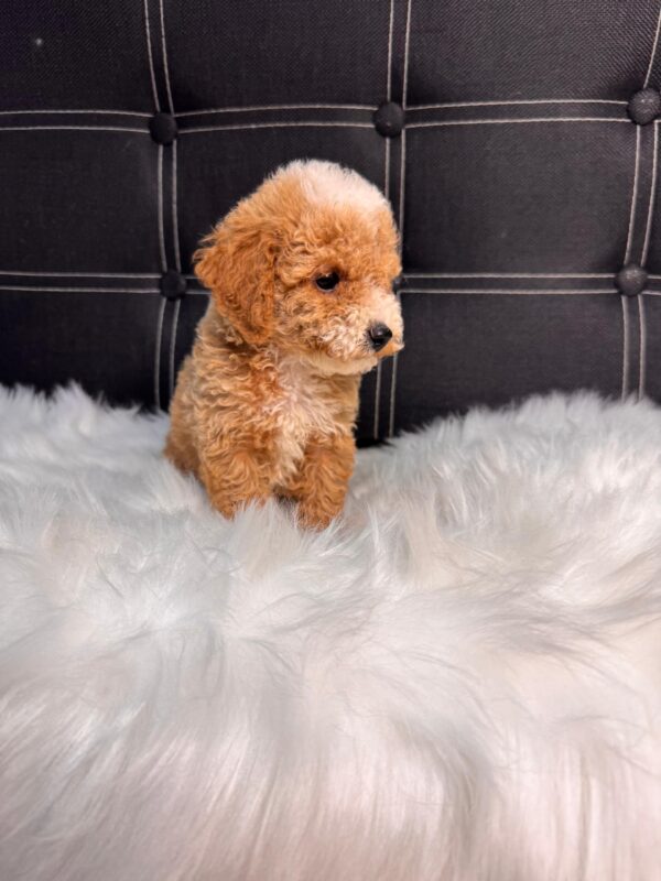 Designer Toy Maltipoo Male - Image 3