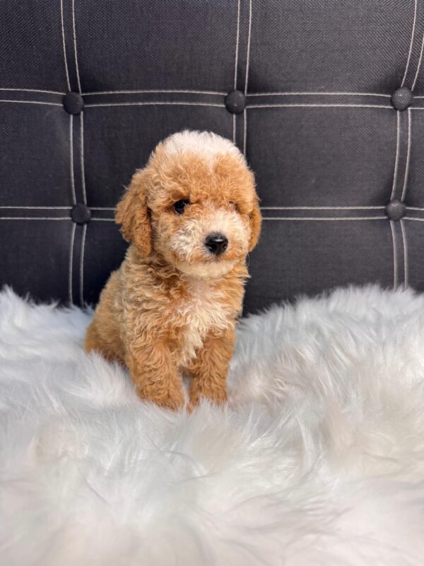 Designer Toy Maltipoo Male - Image 5