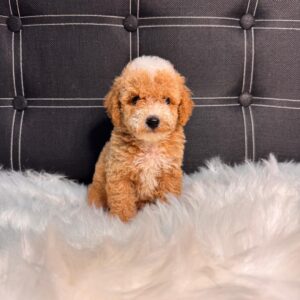 Designer Toy Maltipoo Male