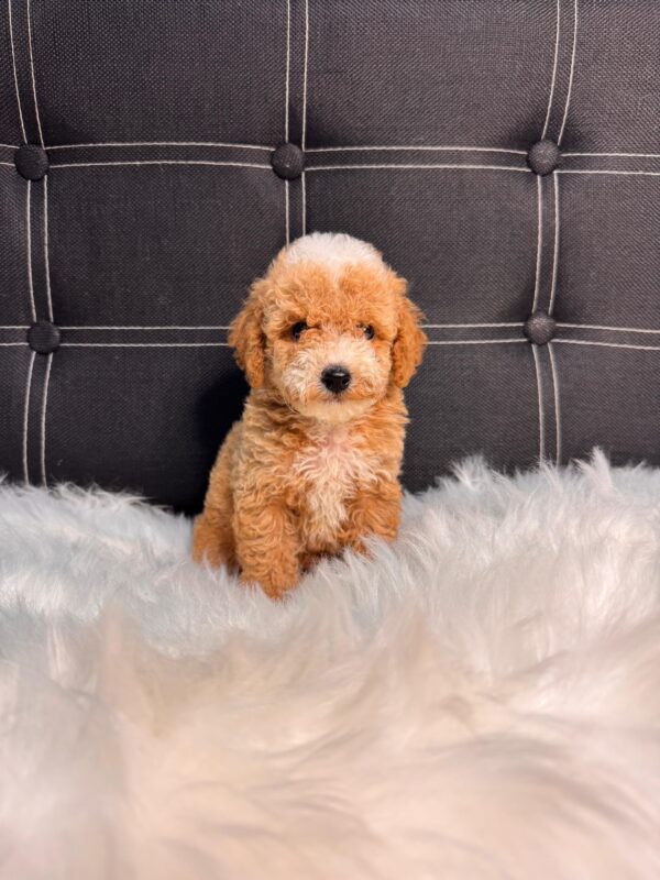 Designer Toy Maltipoo Male