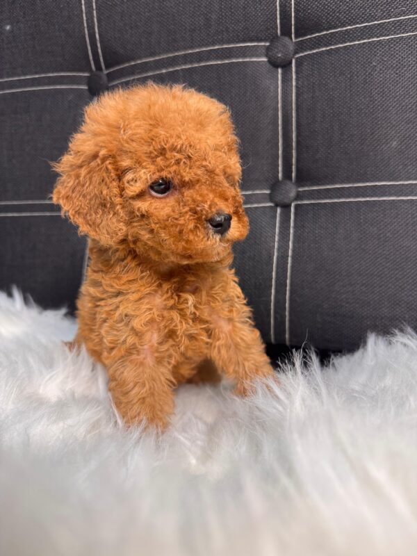 Red Toy Poodle Female - Image 3