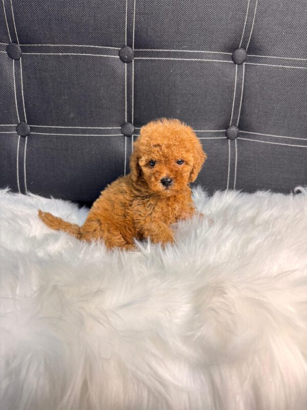 Red Toy Poodle Female - Image 4