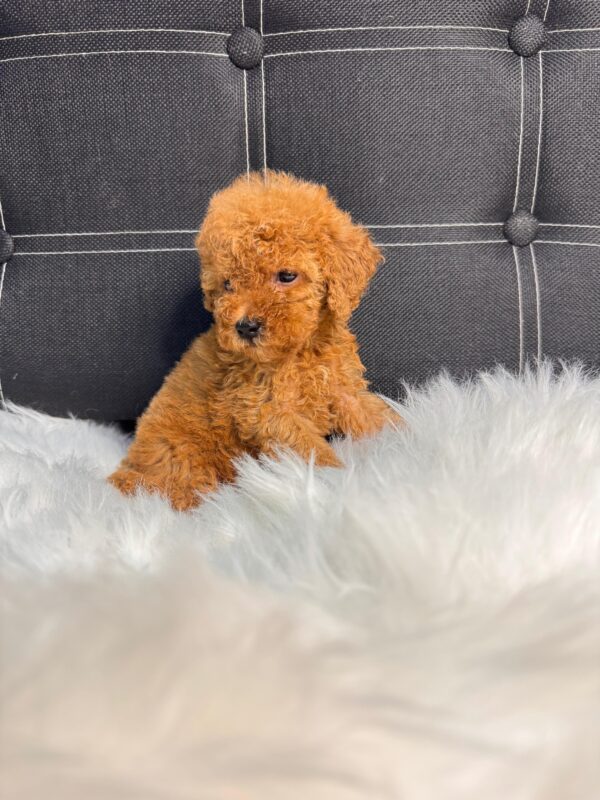 Red Toy Poodle Female - Image 5