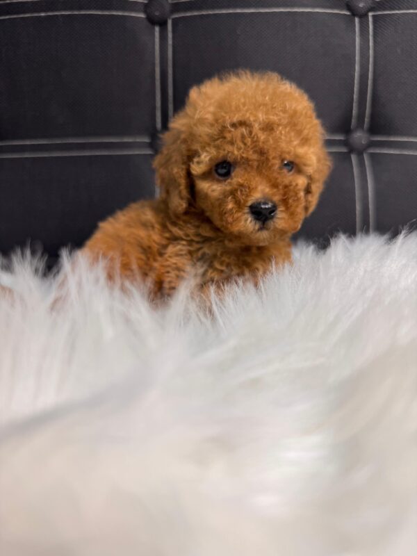 Red Toy Poodle Female - Image 6
