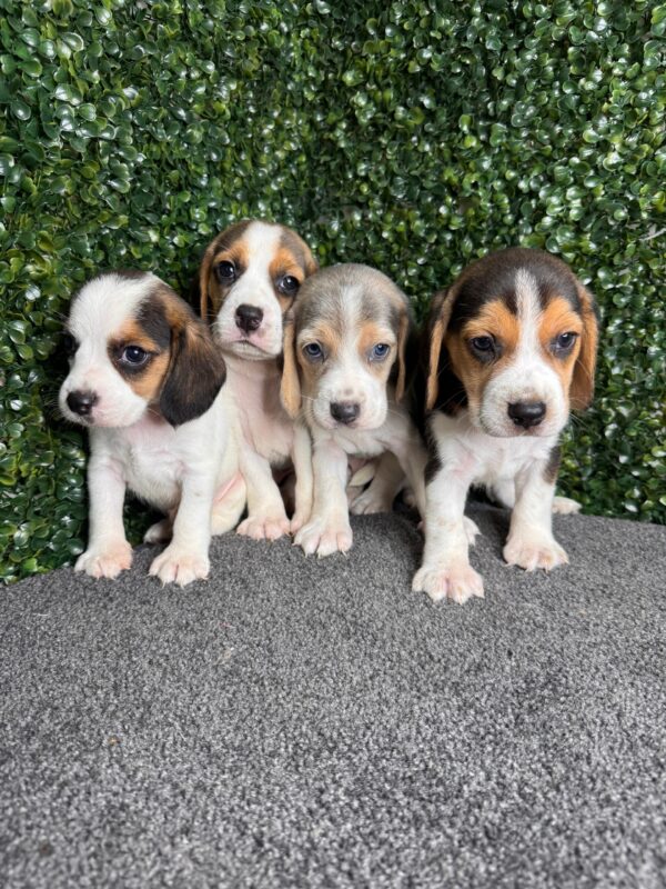 Beagle Male & Female - Image 3