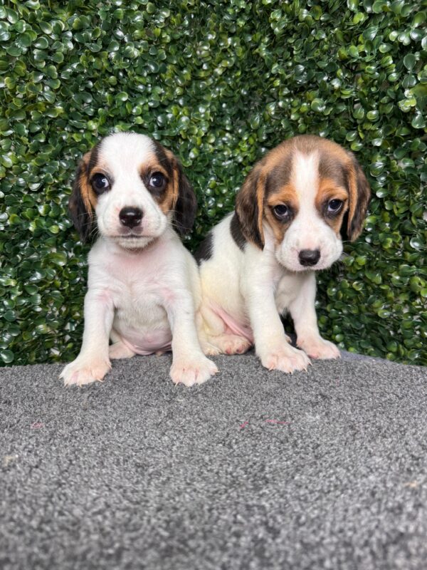 Beagle Male & Female - Image 5