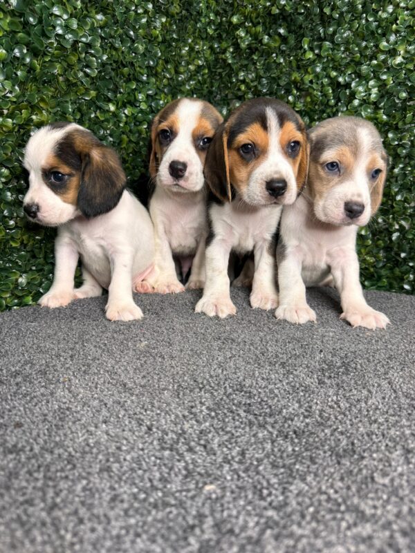 Beagle Male & Female - Image 6
