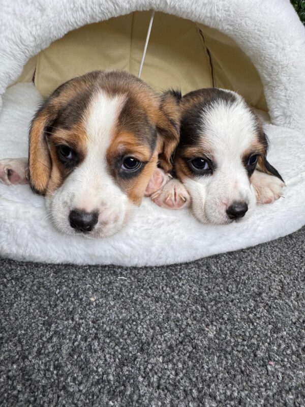 Beagle Male & Female - Image 7