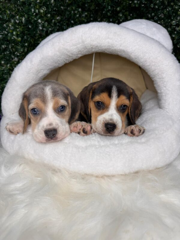 Beagle Male & Female - Image 8
