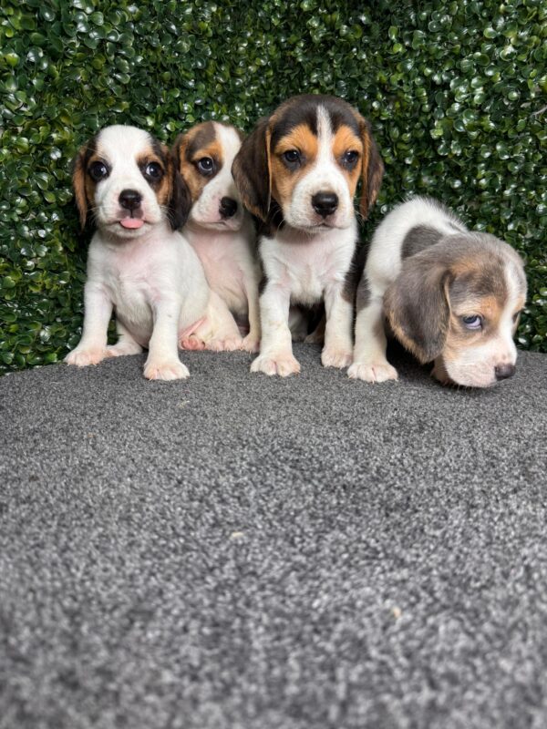Beagle Male & Female - Image 10
