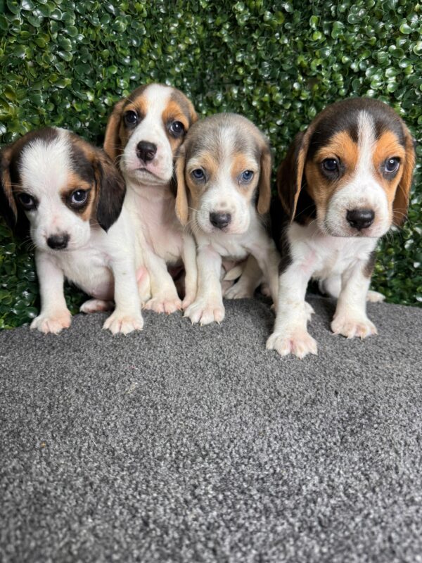 Beagle Male & Female