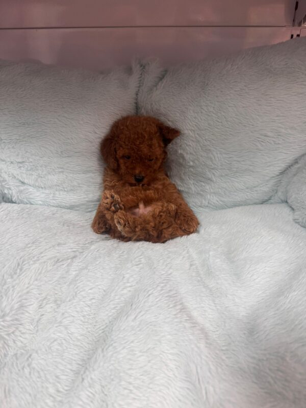 Red Toy Poodle Male - Image 2
