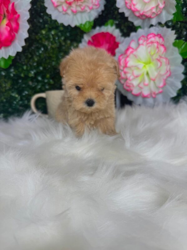 Teacup Maltipoo Female - Image 4