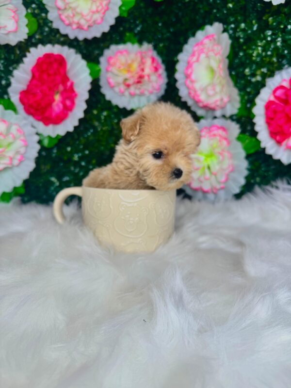 Teacup Maltipoo Female - Image 5