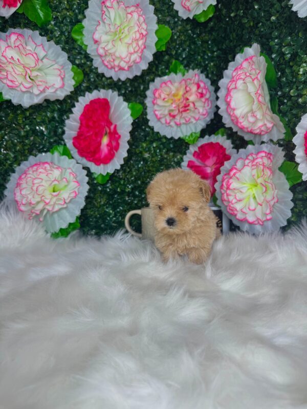 Teacup Maltipoo Female - Image 3