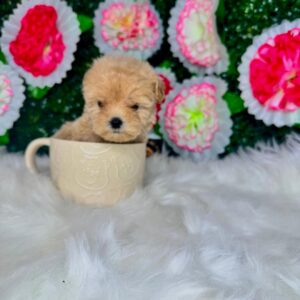 Teacup Maltipoo Female