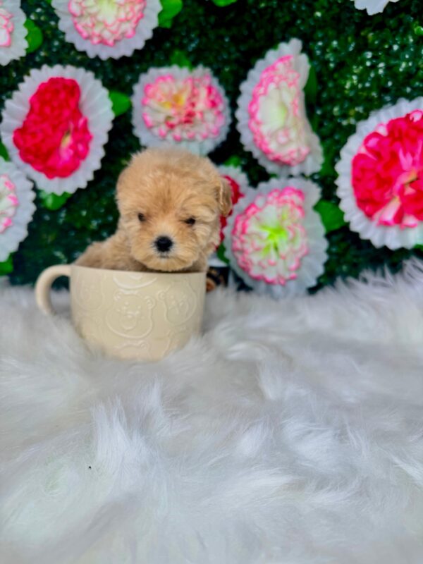 Teacup Maltipoo Female