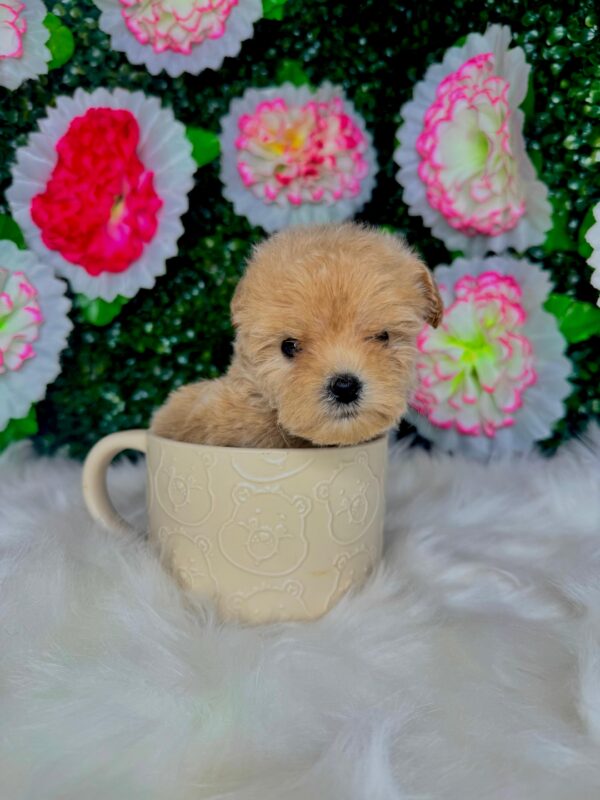 Teacup Maltipoo Female - Image 2