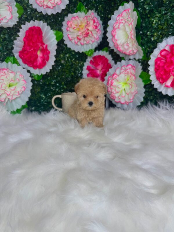 Teacup Maltipoo Female - Image 7