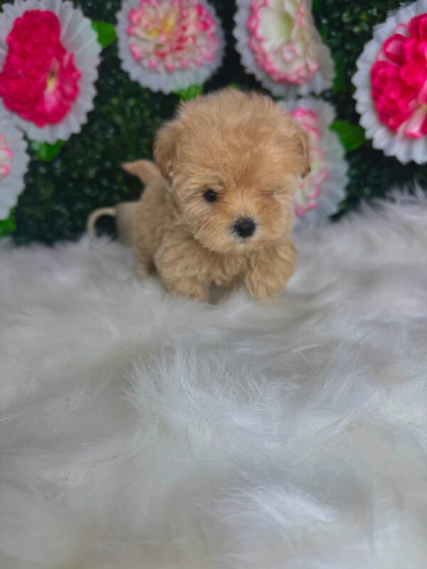 Teacup Maltipoo Female - Image 8
