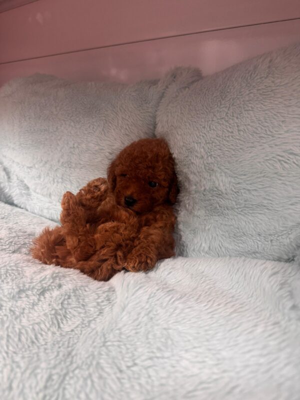 Red Toy Poodle Male - Image 3