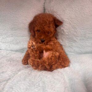 Red Toy Poodle Male