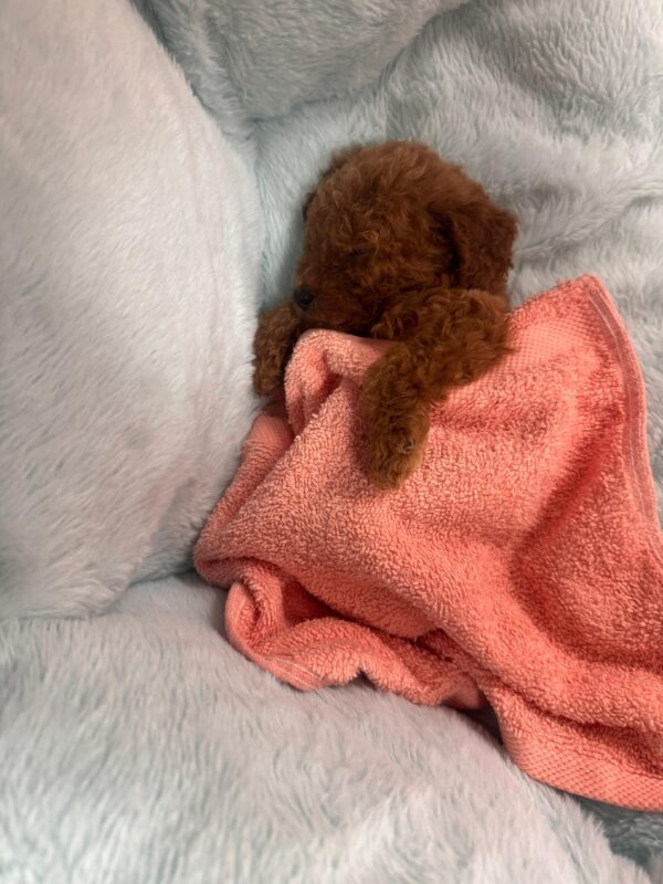 Red Toy Poodle Male - Image 5