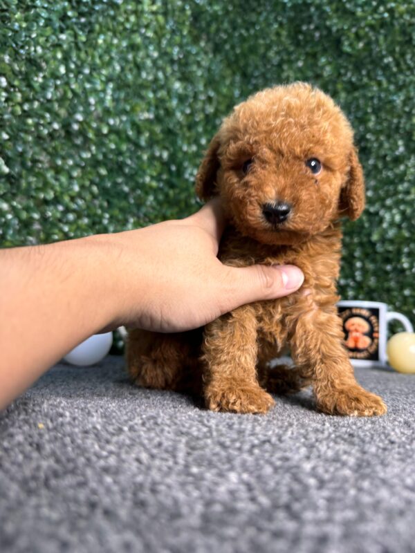 Red Toy Poodle Male - Image 6