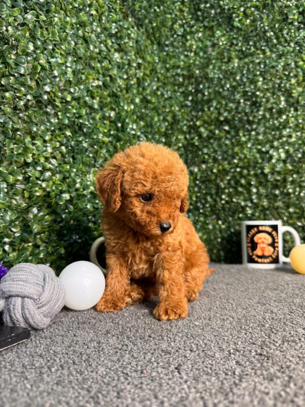 Red Toy Poodle Male - Image 7