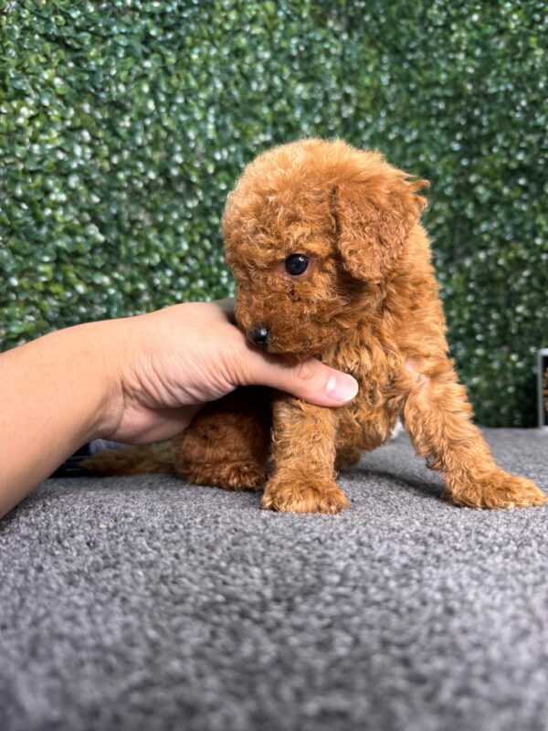 Red Toy Poodle Male - Image 8